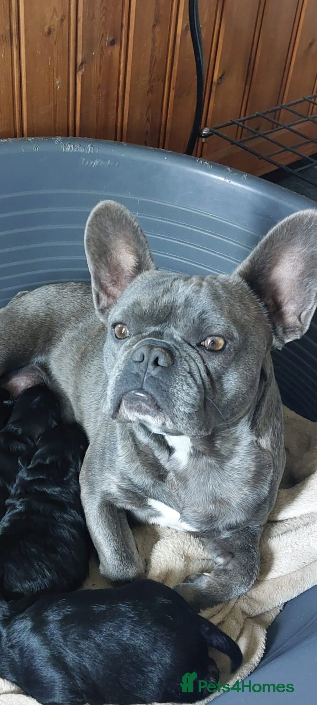 Mixed Breed dogs for sale: Floodles  - Advert 1