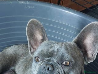 Mixed Breed dogs Floodles - Advert 20