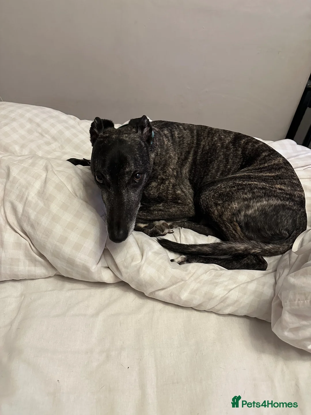 Mixed Breed dogs for sale: Male Greyhound for adoption in Keighley - Advert 10