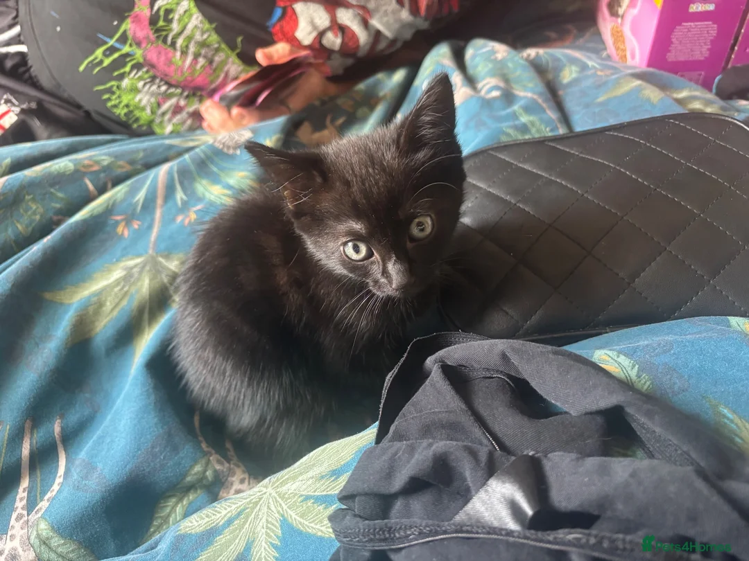 Mixed Breed cats for sale: Fluffy kittens ready now - Advert 10