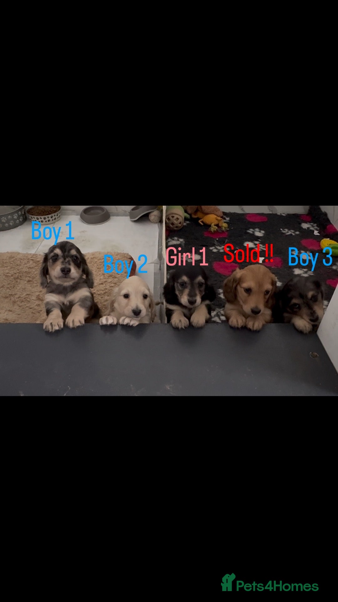 Miniature Dachshund dogs Long haired miniature dachshund puppies  - Advert 3
