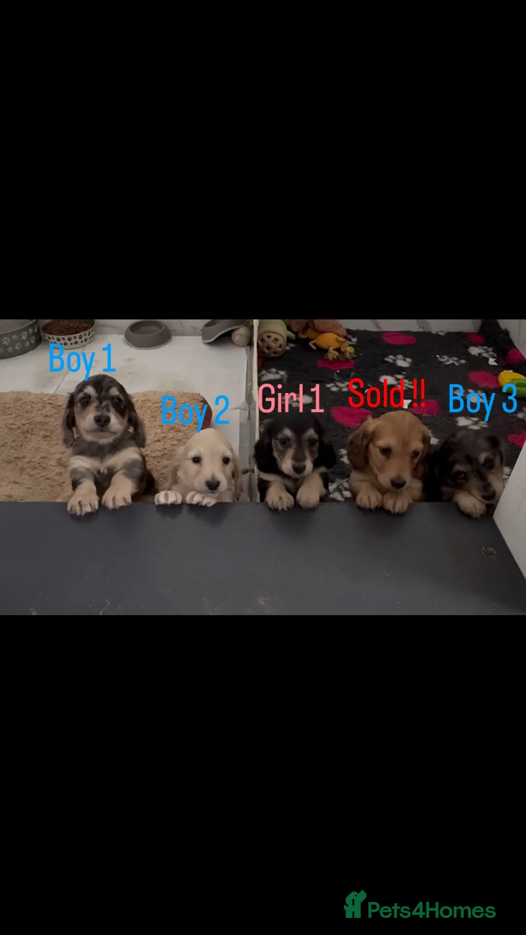 Miniature Dachshund dogs for sale: Long haired miniature dachshund puppies  - Advert 1