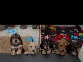 Miniature Dachshund dogs Long haired miniature dachshund puppies - Advert 5