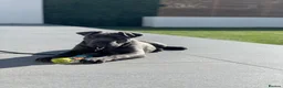 Cane Corso dogs for stud: Champion bloodline cane corso for stud  - Advert 5