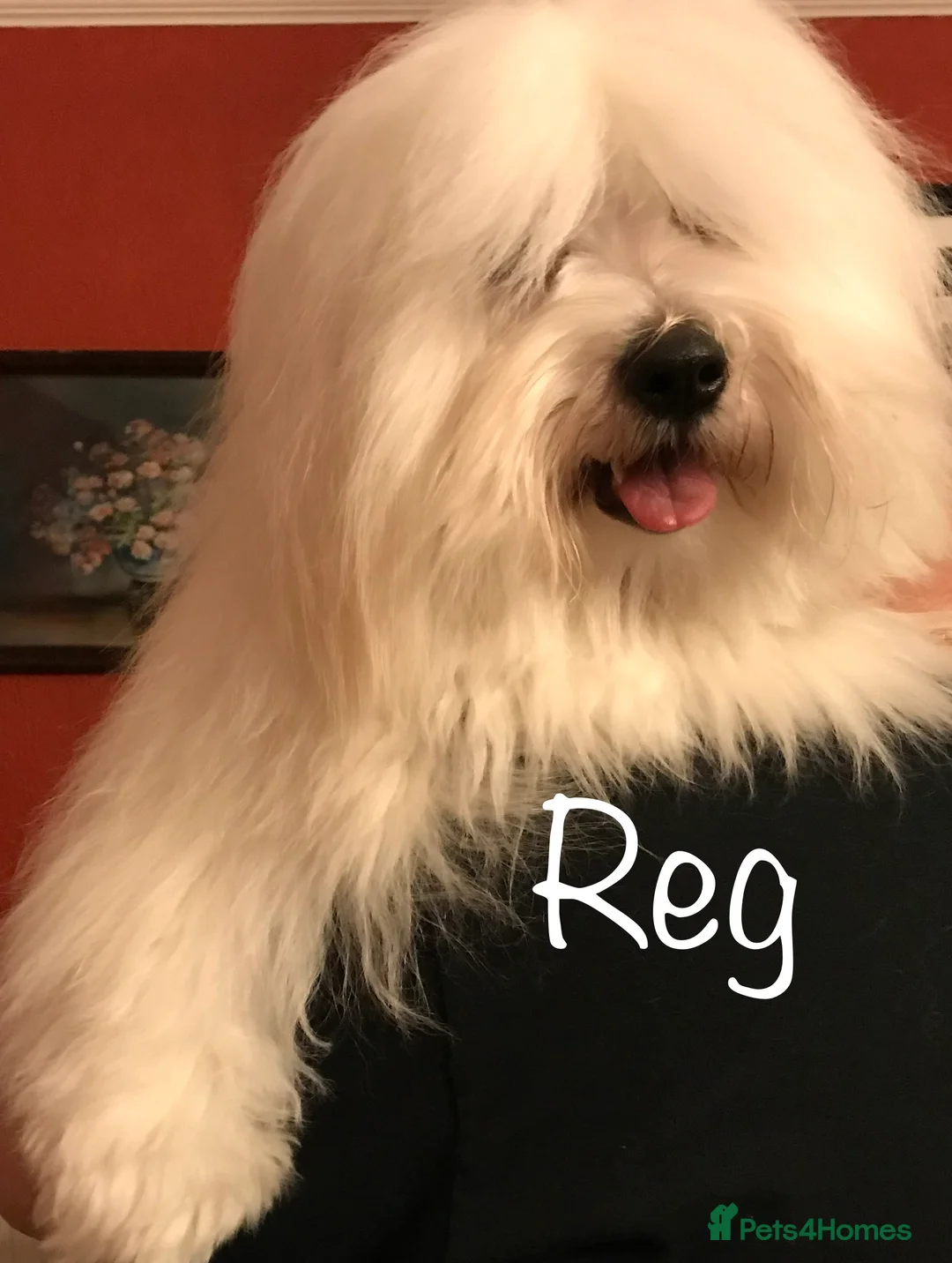 Coton De Tulear dogs for sale: KC reg Coton de Tulear parents DNA health tested  - Advert 3