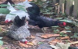 Chickens poultry for sale: Serama hen and cockerel  - Image 7