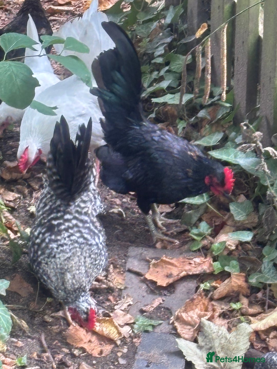Chickens poultry for sale: Serama hen and cockerel  - Image 7