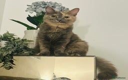 Mixed Breed cats for sale: Stunning ragdoll mix kittens for 5 star homes - Image 16