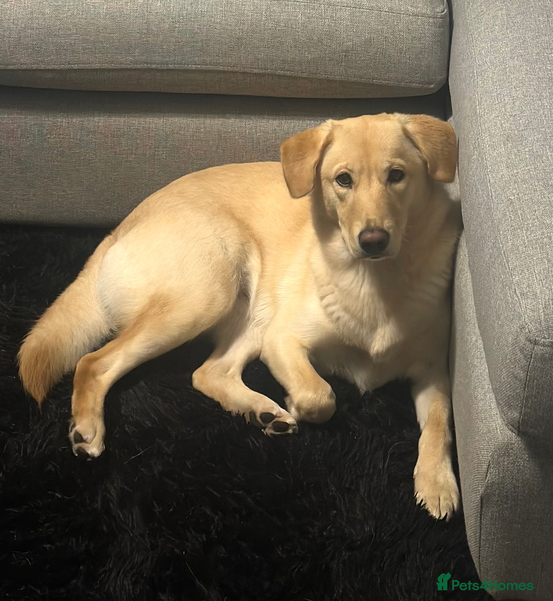 Mixed Breed dogs Snow Snow - Advert 1