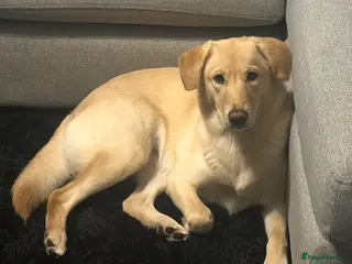 Mixed Breed dogs Snow Snow - Advert 1