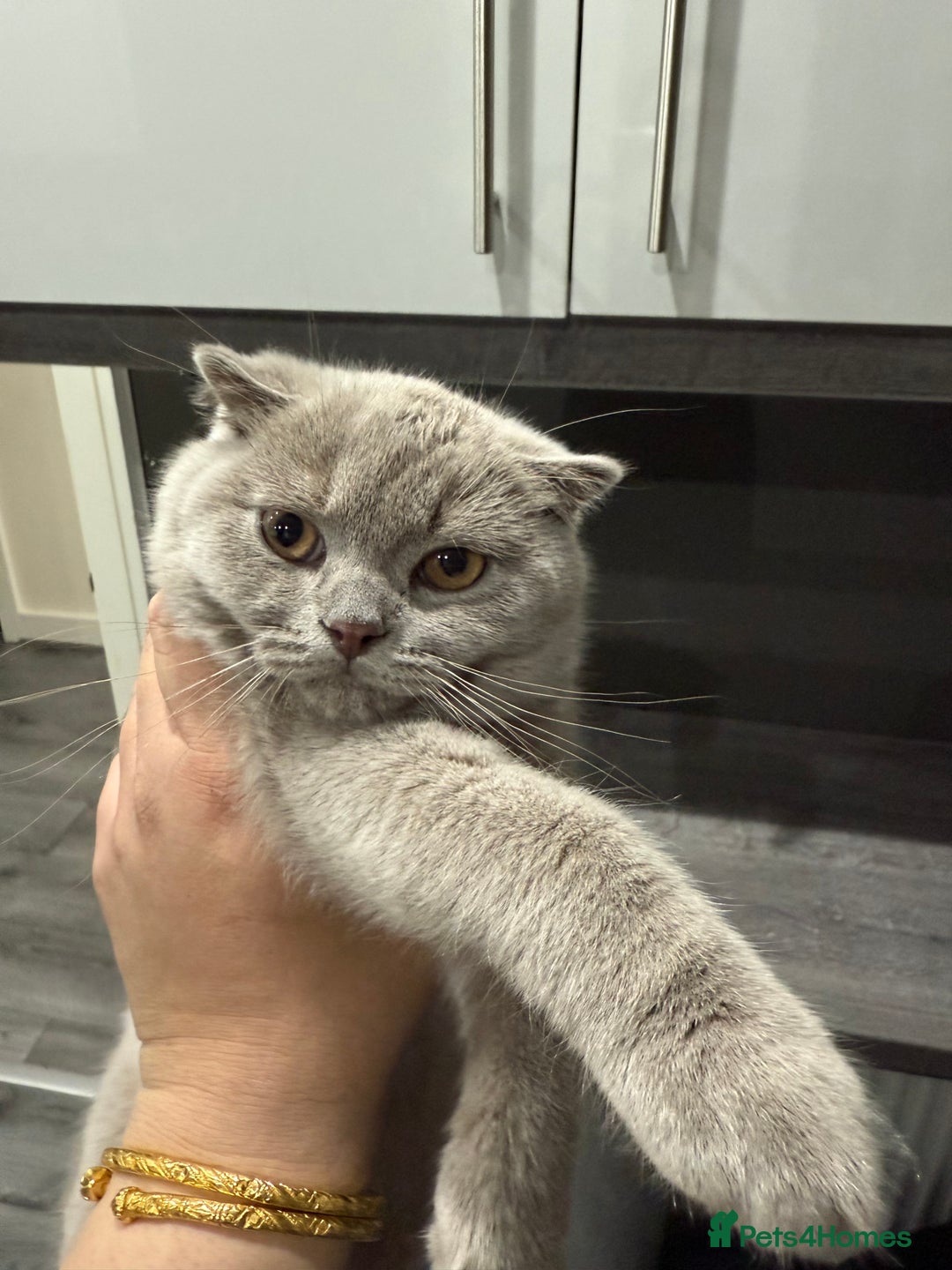 Scottish Fold cats for sale: Scottish Fold - Image 2