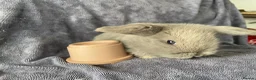 Mini Lop rabbits for sale: Mini lops ready to reserve  - Advert 5