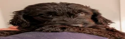 Labradoodle dogs for sale: Miniature Labradoodles -Merle, Phantom, Black, Red - Advert 19