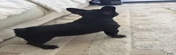 French Bulldog dogs for sale: stunning french bulldogs - Advert 14