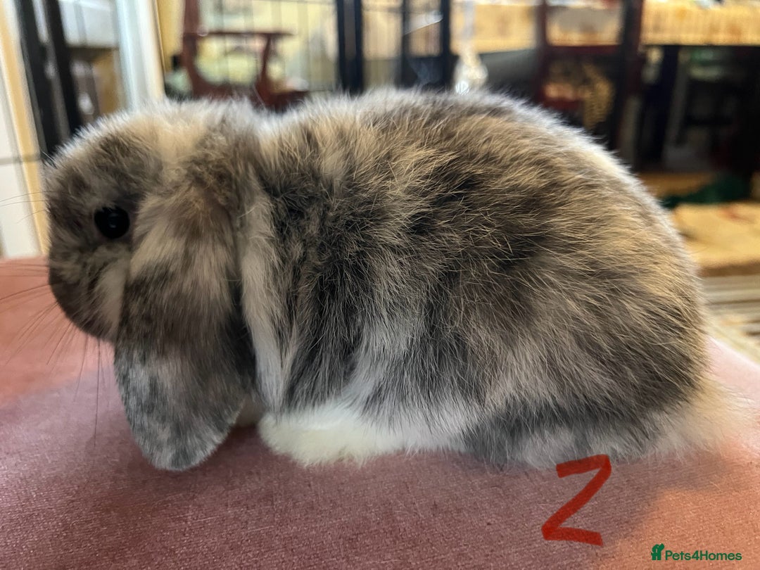 Mini Lop rabbits for sale: A Pair of Stunning Mini Lop Boys - Image 13