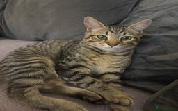 Mixed Breed cats for sale: 5 Month old kitten looking for a new home - Image 1