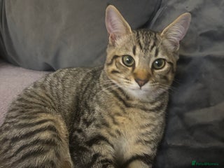 Mixed Breed cats - Advert 1