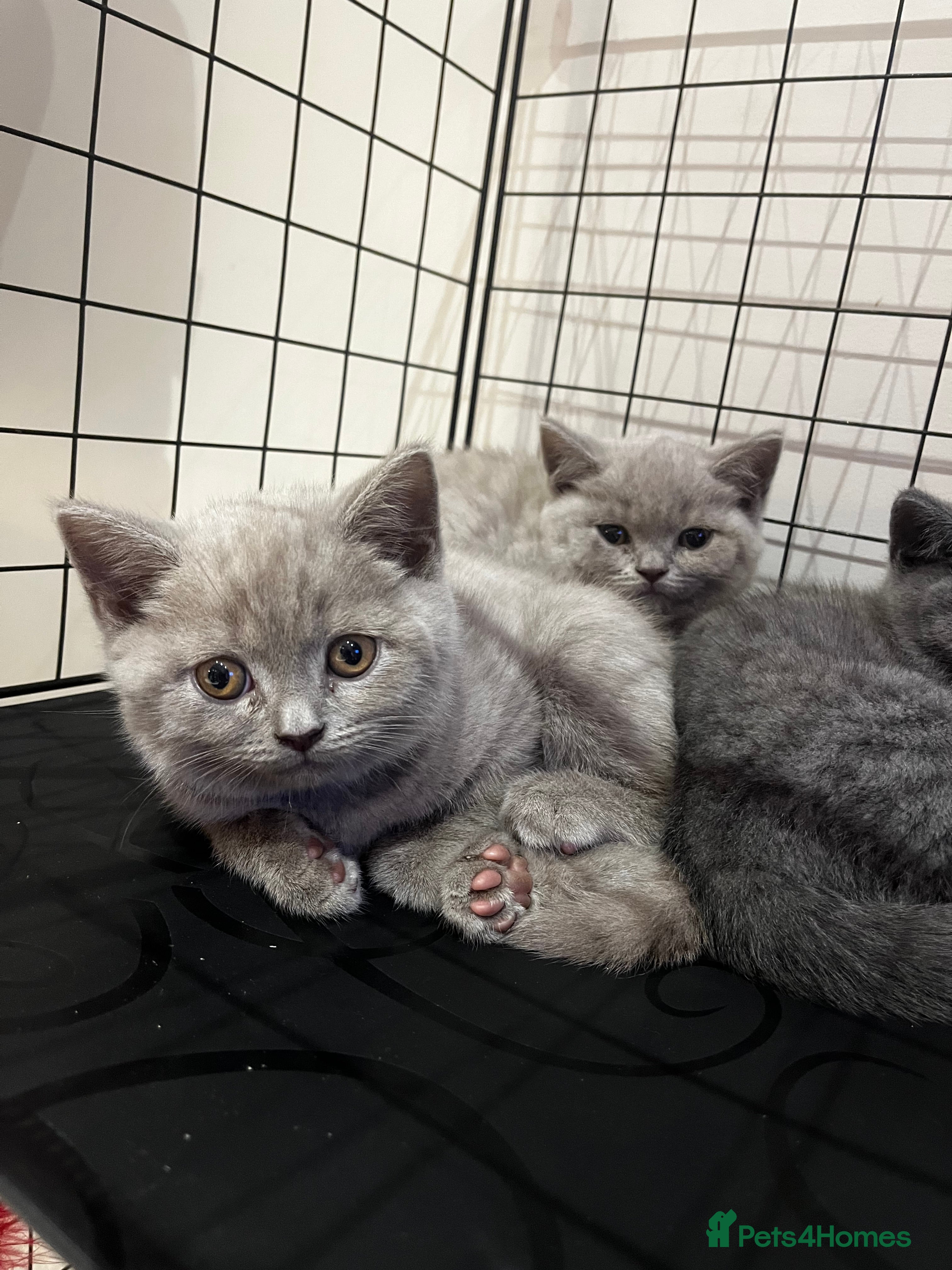 British Shorthair cats 🏆 Just 1 lilac girl 1 blue girl left*** 🏆 - Advert 10