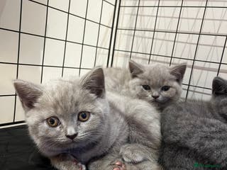 British Shorthair cats 🏆 Just 1 lilac girl 1 blue girl left*** 🏆 - Advert 10