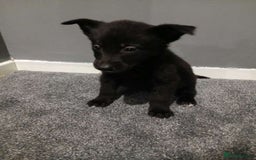 Mixed Breed dogs for sale: German Shepherd x huskita.  - Image 2