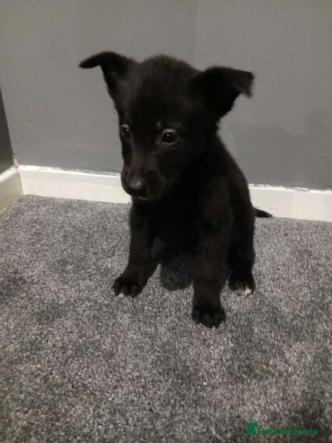 Mixed Breed dogs for sale: German Shepherd x huskita.  - Image 2