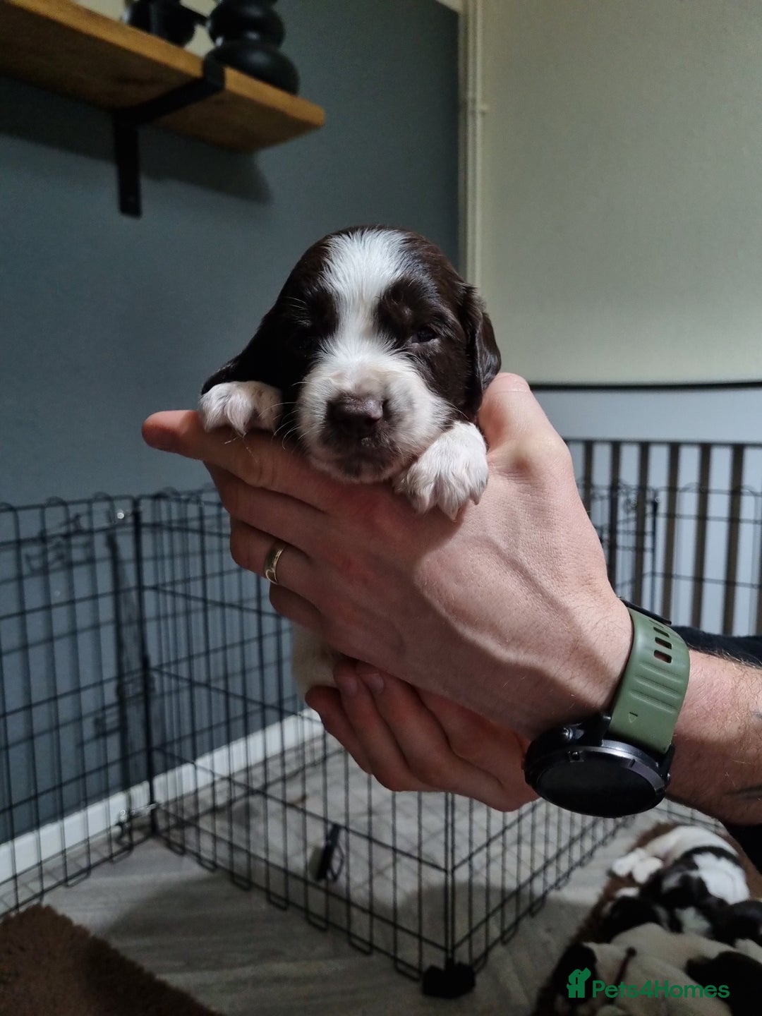 English Springer Spaniel dogs for sale: KC registered English Springer Spaniel puppies 🐾 - Advert 14