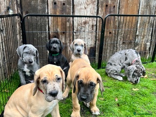 Great Dane dogs - Advert 1