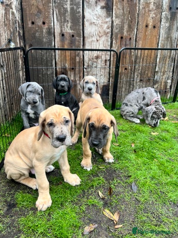 Great Dane dogs - Advert 1