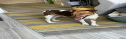 Fox Terrier dogs for adoption: Sweet William needs LOVE - Advert 17