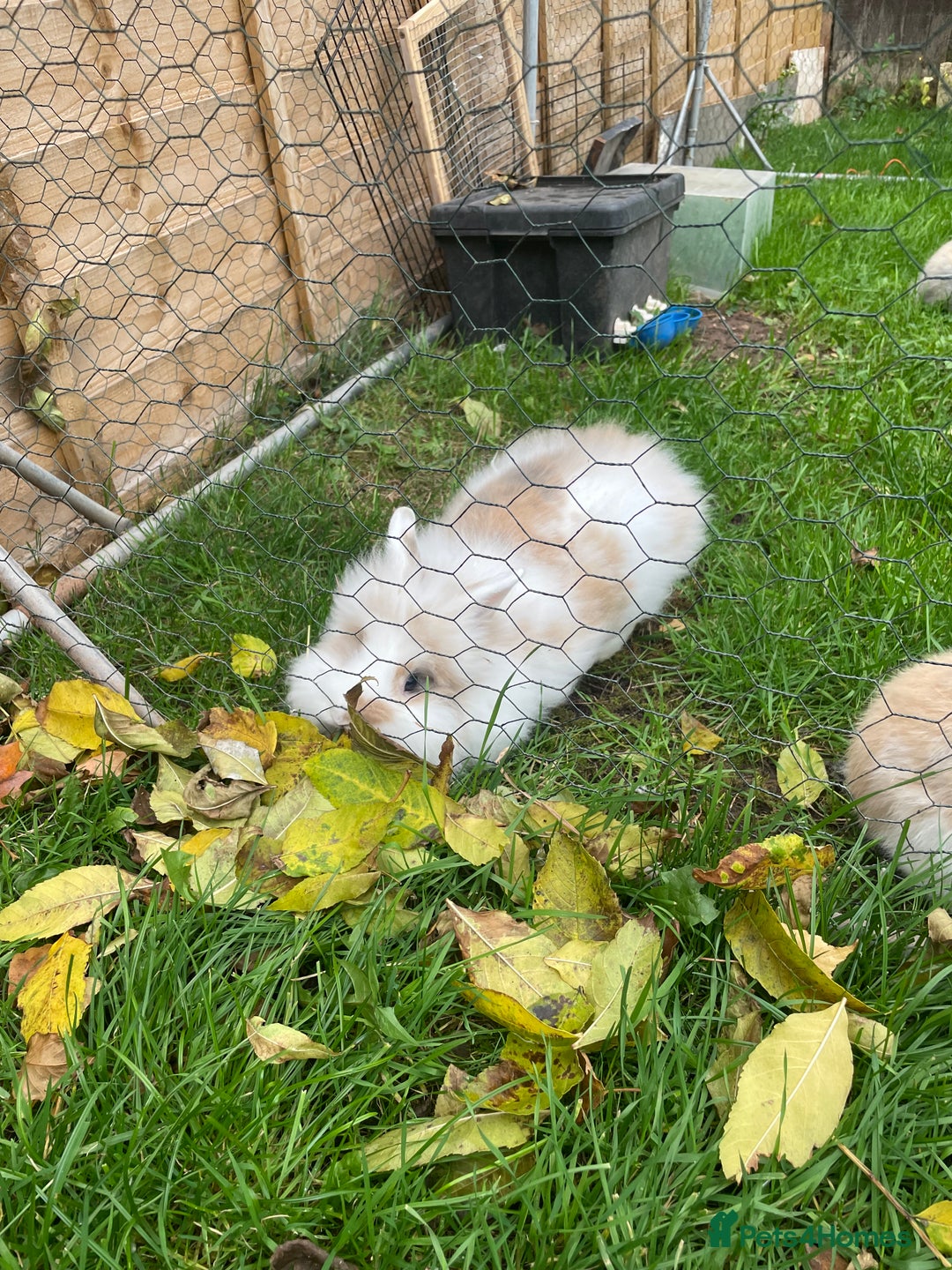 Lionhead rabbits for sale: Lion head doe - Advert 6