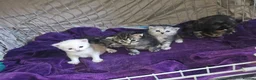 Mixed Breed cats for sale: Persian cross maincoon fluffy kittens  - Advert 6