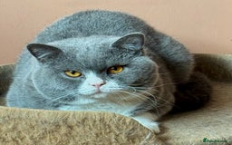 British Shorthair cats for stud: Stunning Pedigree GCCF BSH male for stud!! - Image 6