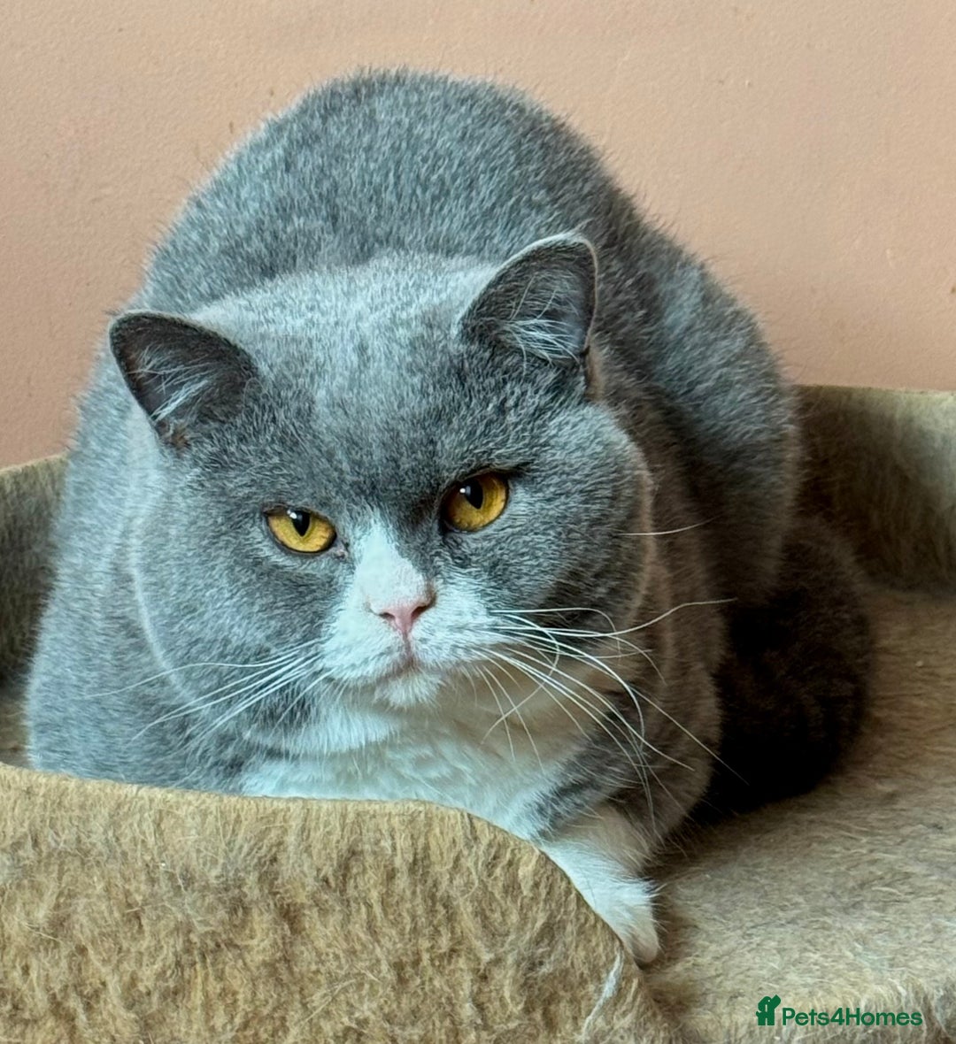 British Shorthair cats for stud: Stunning Pedigree GCCF BSH male for stud!! - Image 6