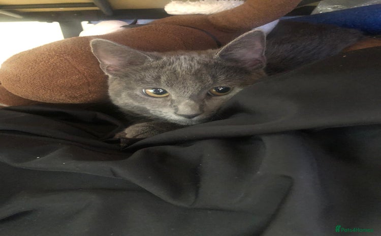 Russian Blue cats - Advert 6