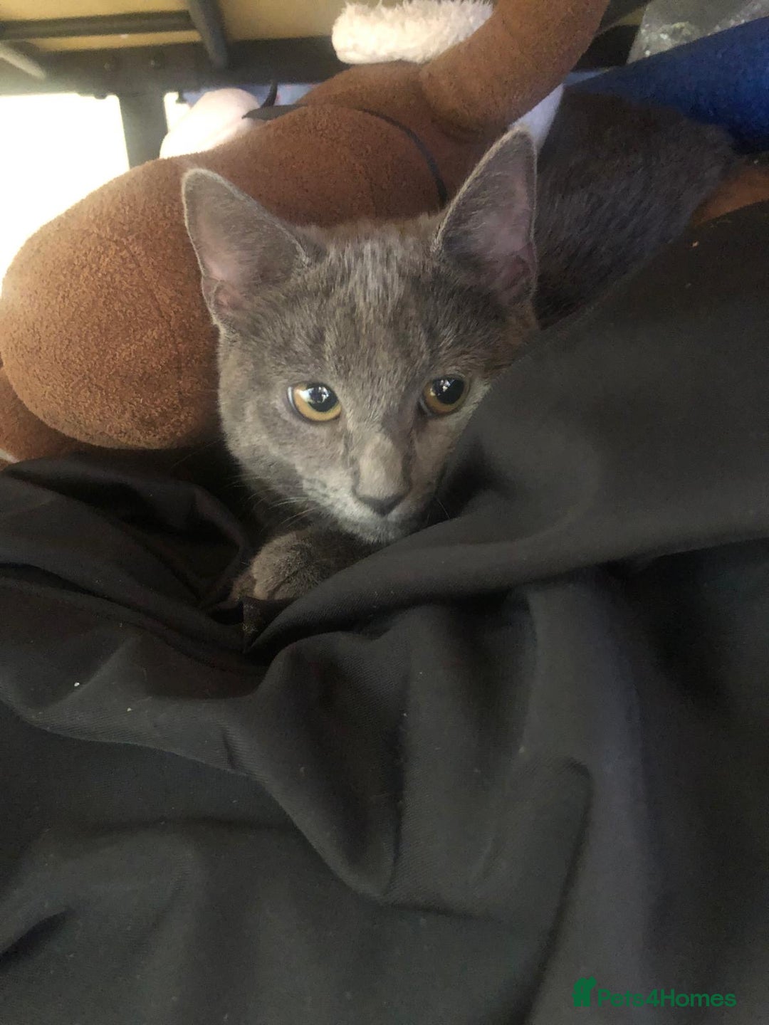 Russian Blue cats for sale: Mixed breed grey kitten (Russian blue)  - Image 1