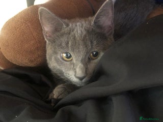 Russian Blue cats - Advert 24