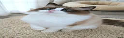 Ragdoll cats for sale: ✨ Exceptional Ragdolls,a distinguished lineage ✨ - Advert 9