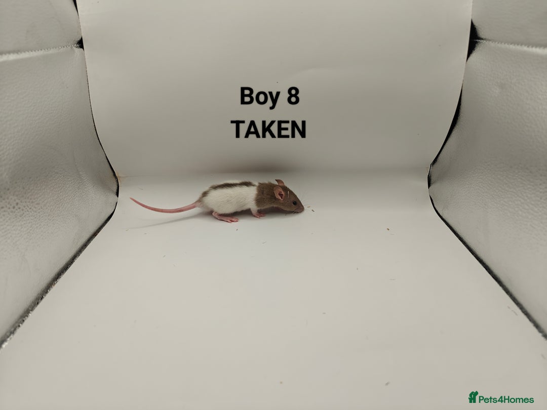 Rat rodents for sale: JAN: 27 Rats (21 Rats: 10 Boys & 11 Girls Left) - Advert 9