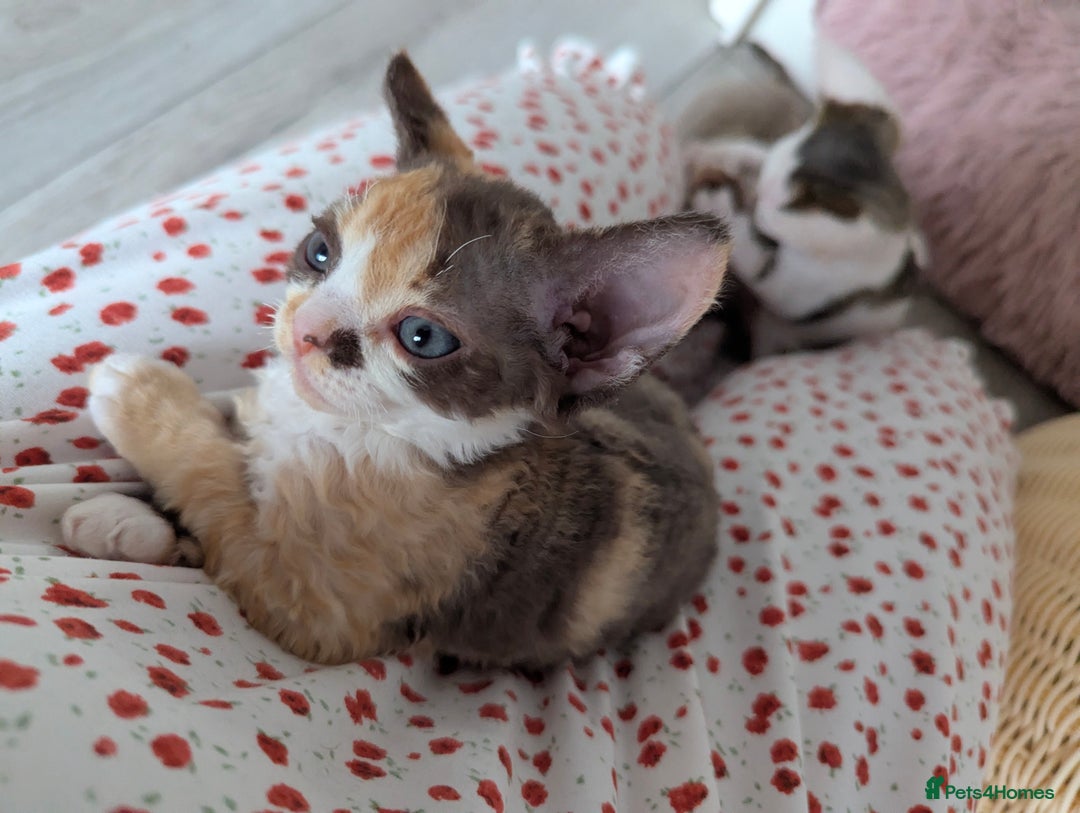 Devon Rex cats for sale: 🌼Curly, gorgeous Devon Rex Kittens available  - Image 15