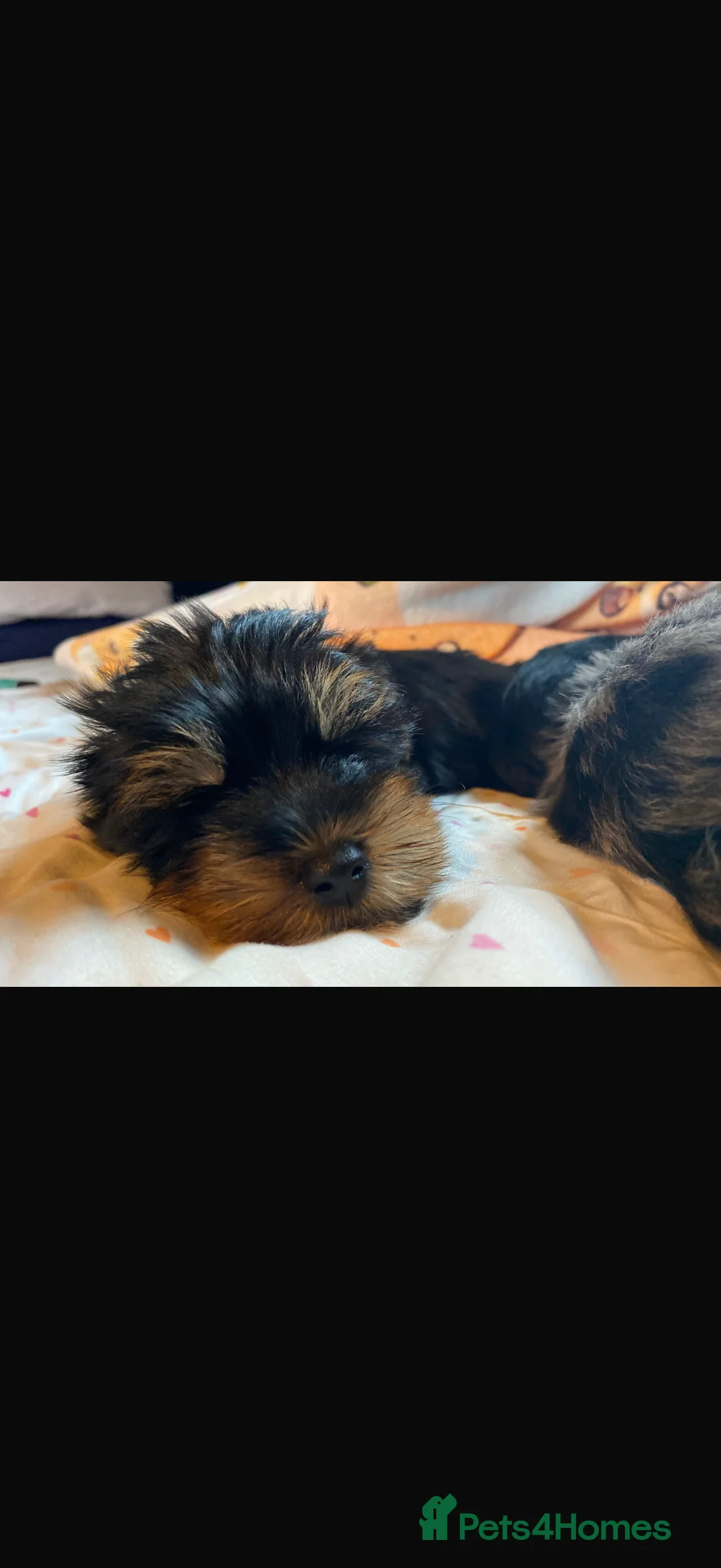 Yorkshire Terrier dogs for sale: 🌸 Stunning Yorkshire terrier puppies available 🌸 - Advert 15
