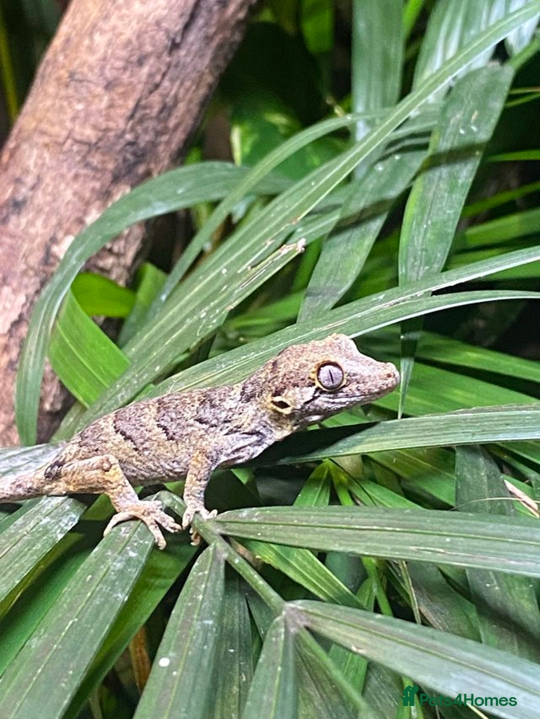Gecko reptiles for sale: Gargoyle Gecko  - Image 5