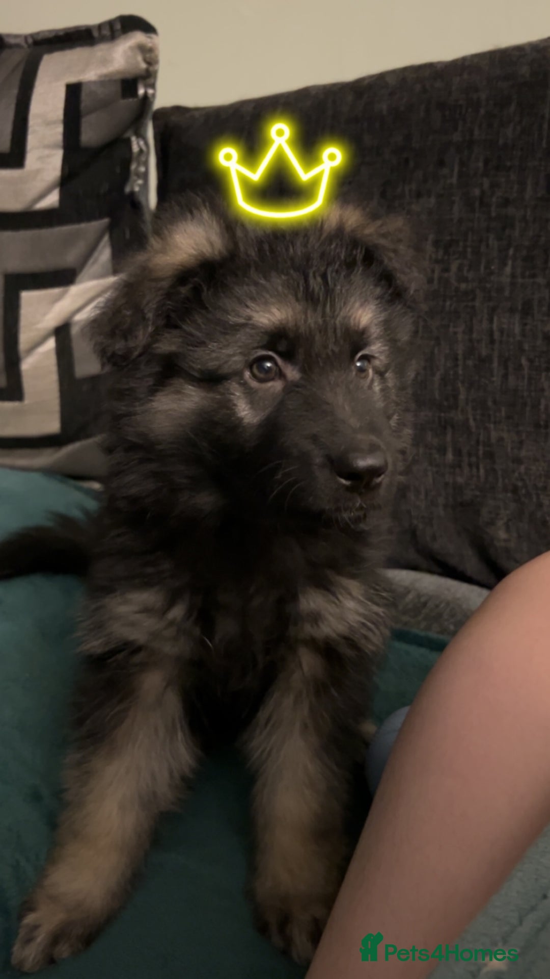German Shepherd dogs for stud: Proven KC Registered German Shepherd  in Glasgow - Image 10