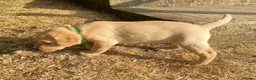 Labrador Retriever dogs for sale: Lovely Creamy Yellow Girl - Advert 1