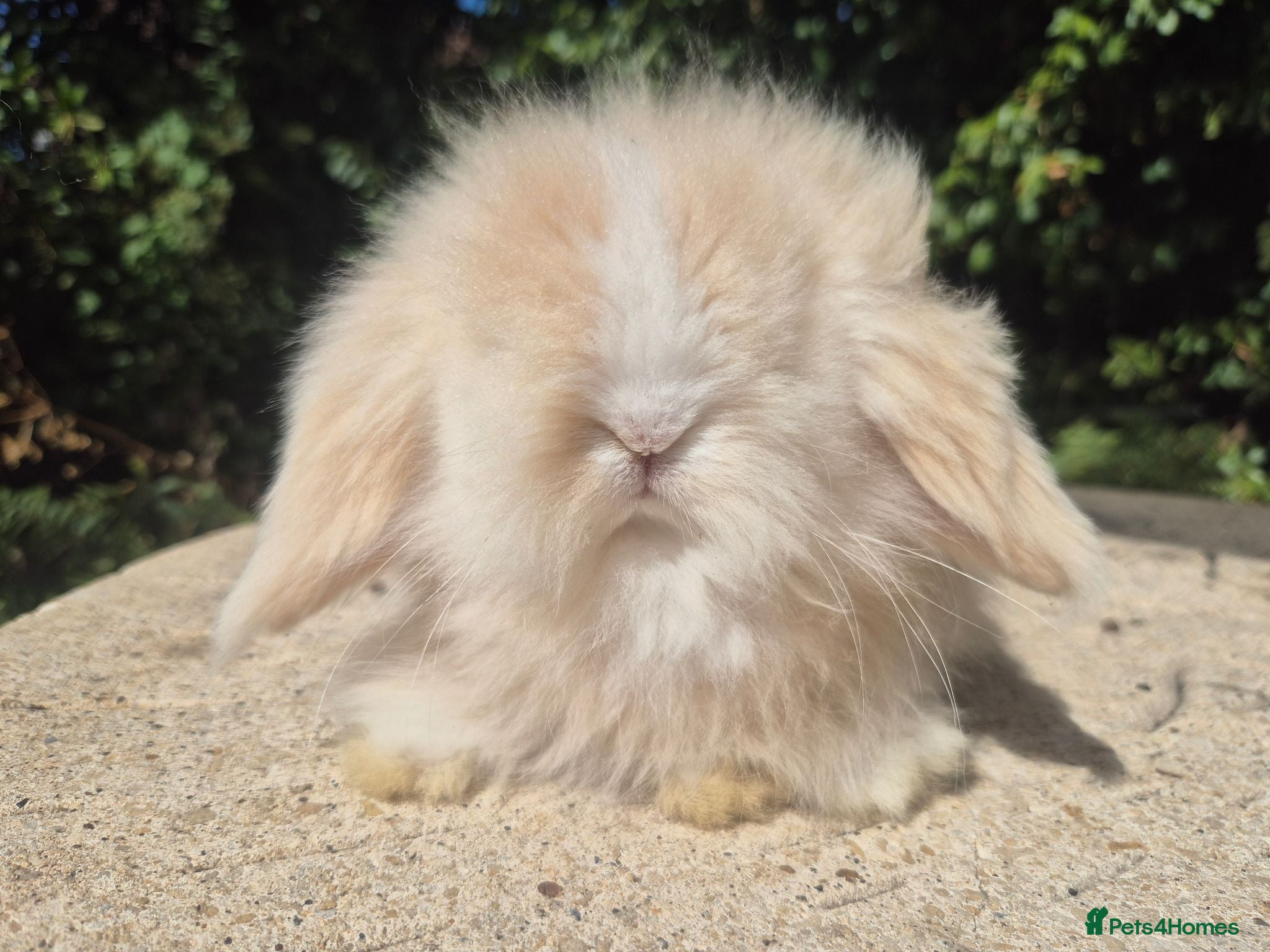 Angora rabbits 💓STUNNING TEDDYWIDDER BABIES- IMPORTED PARENTS 💓 - Advert 1