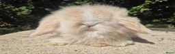 Angora rabbits for sale: 💓STUNNING TEDDYWIDDER BABIES- IMPORTED PARENTS 💓 - Advert 1