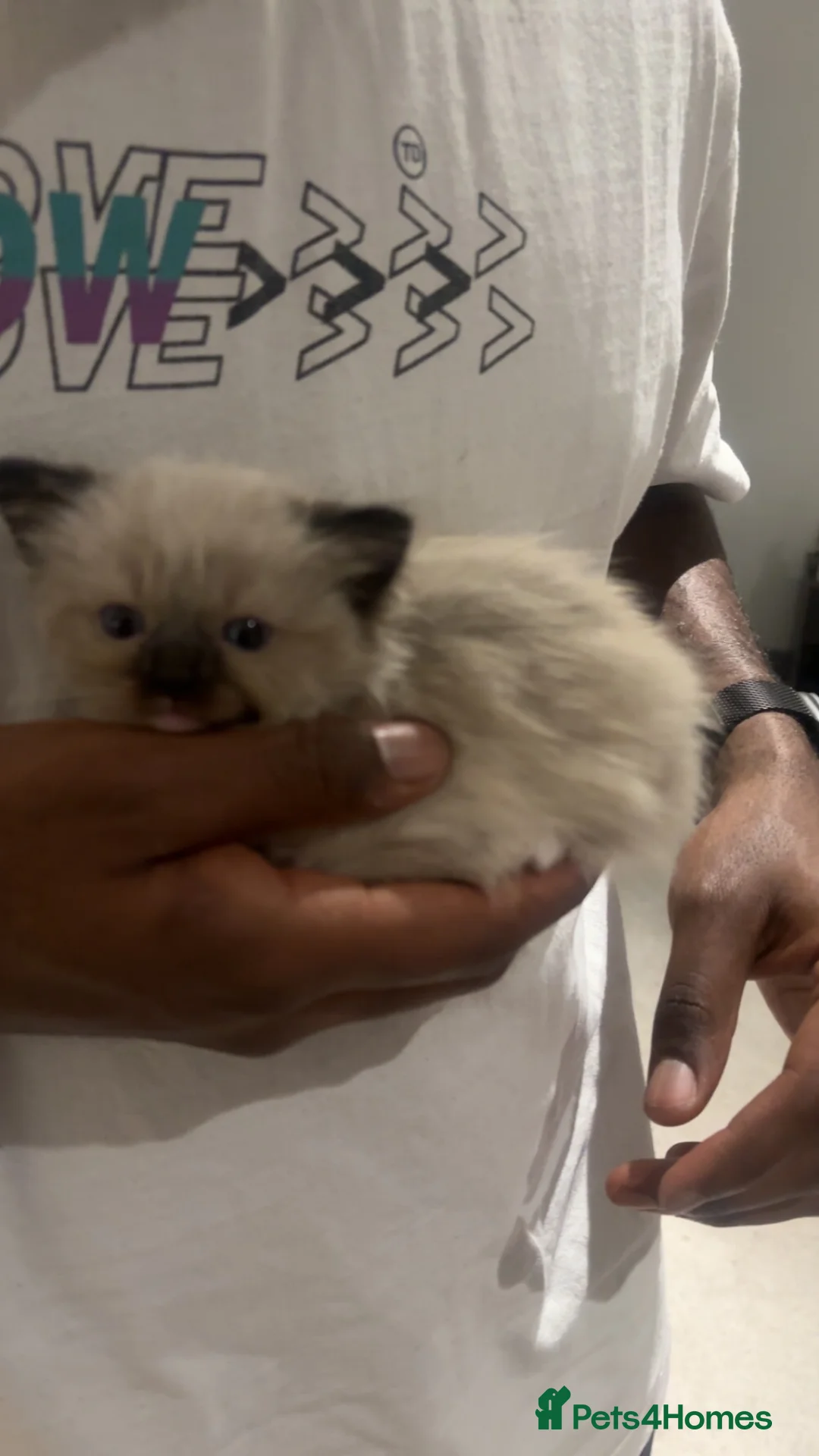 Ragdoll cats for sale: Premium Siberian × Ragdoll Kittens - Advert 5