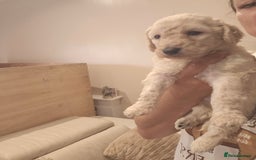 Standard Poodle dogs for sale: Stunning 5* Standard chunky poodle puppies 🐶  - Image 33