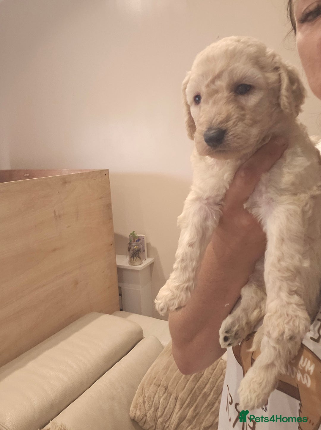 Standard Poodle dogs for sale: Stunning 5* Standard chunky poodle puppies 🐶  - Image 33