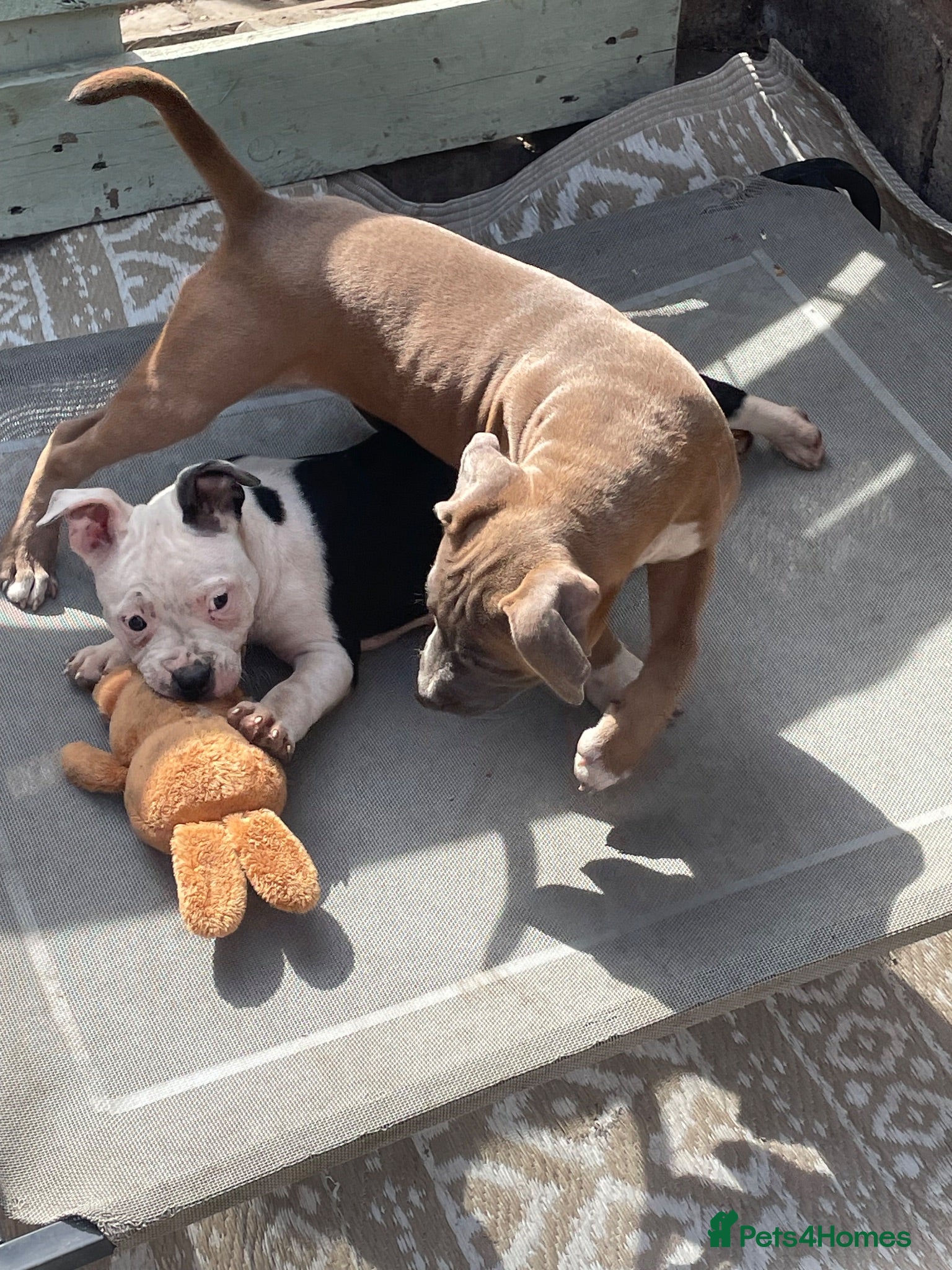 Staffordshire Bull Terrier dogs 🐾 STAFFORDSHIRE BULL TERRIER PUPPIES - Advert 19
