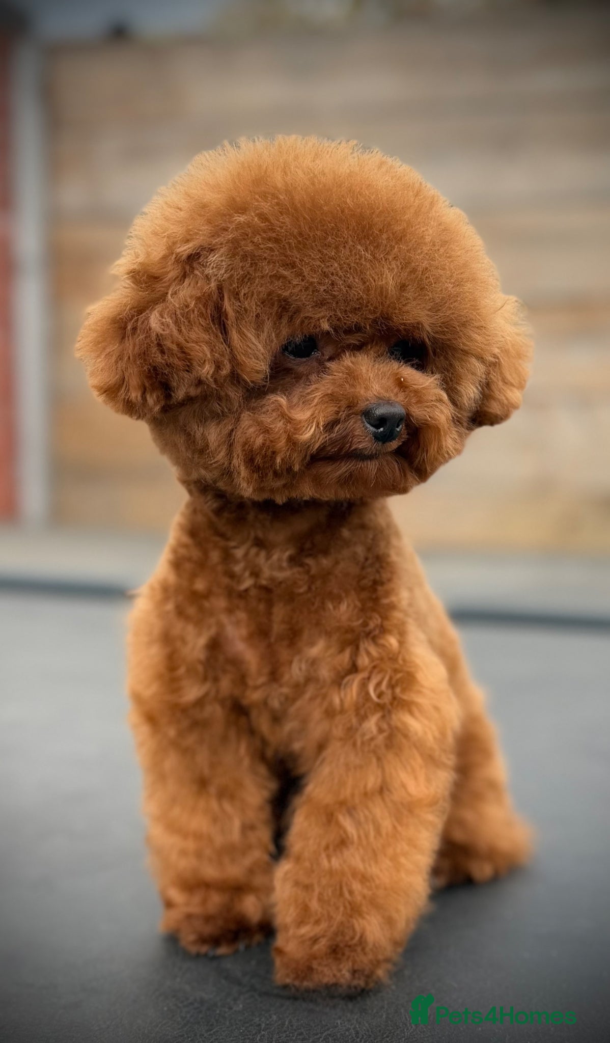 Toy Poodle dogs  🍒 Tiny Red Asian Poodle for Stud 🍒 - Advert 11